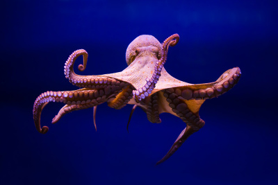 Platform growth strategy: From the octopus to the metaverse?