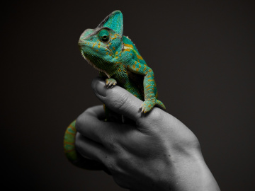 The Chameleon Leader, the key to leadership in a turbulent world