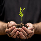 man-holding-growing-plant
